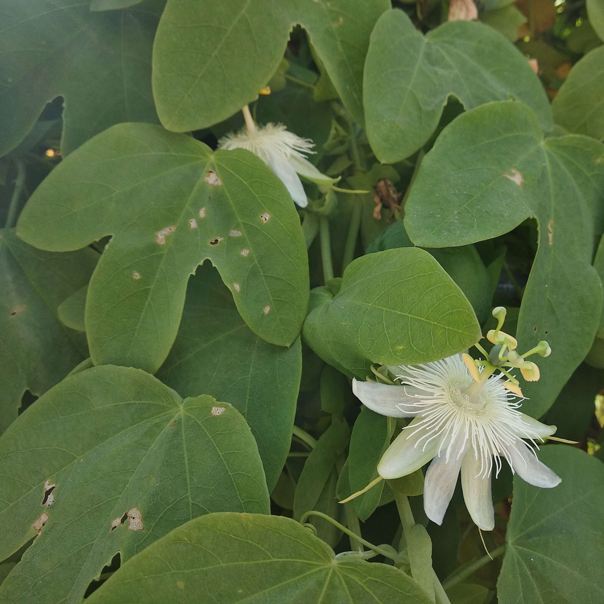 Image de Passiflora subpeltata Ortega