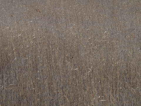 Image of Moustached Warbler