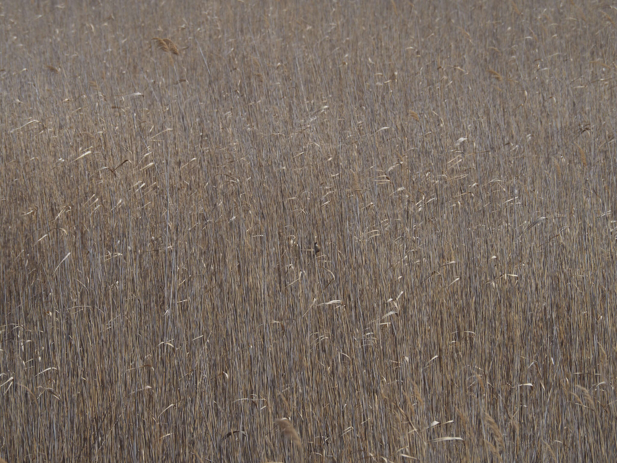 Image of Moustached Warbler