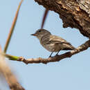 Image of Gambaga Flycatcher