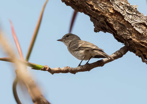 Image of Gambaga Flycatcher