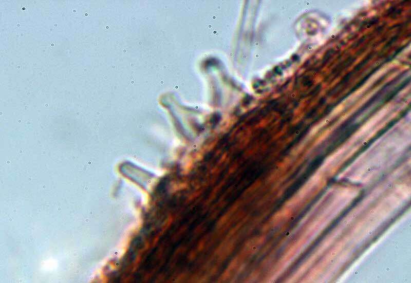 Слика од Cryptomarasmius minutus (Peck) T. S. Jenkinson & Desjardin 2014