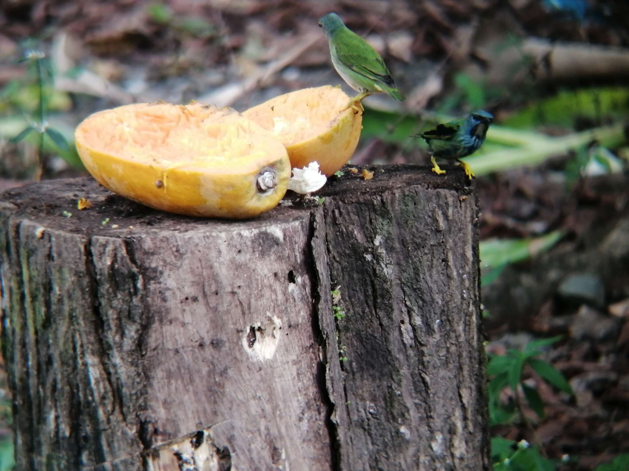 Image of Shining Honeycreeper