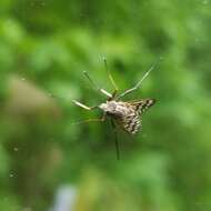 Image of Common Snipe Fly