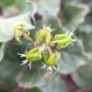 Image de Matelea parviflora (A. Gray) R. E. Woodson