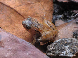 Image of Bornean Chorus Frog