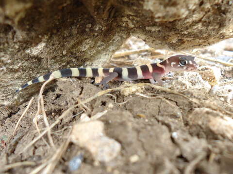 Image of Texas Banded Gecko