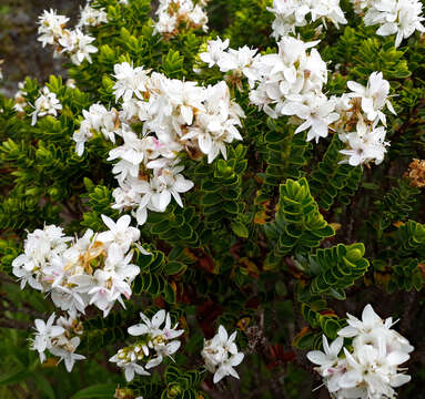 Image of Speedwell