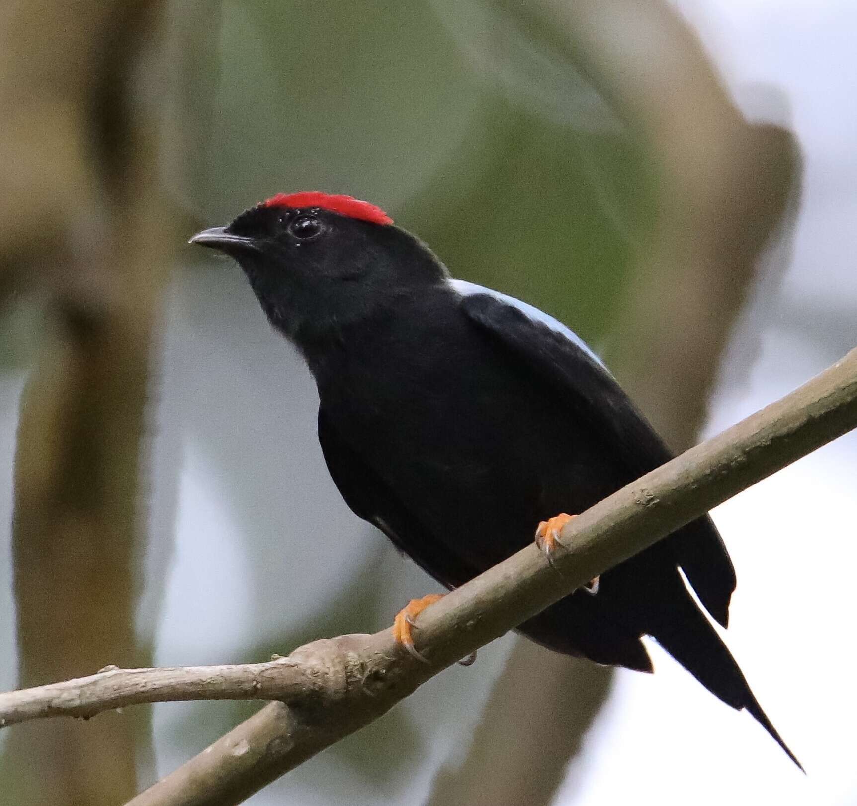 Image of Lance-tailed Manakin