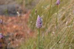 Image of Ptilotus calostachyus F. Müll.