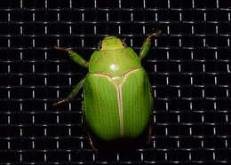 Image of Granny Smith Beetle