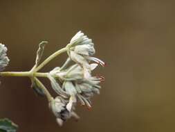 Sivun Teucrium polium L. kuva