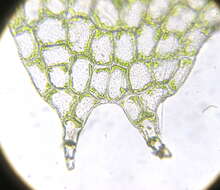 Image of Calypogeia subgen. Asperifoliae (Warnst.) R. M. Schust.