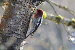 Image of Sapsucker