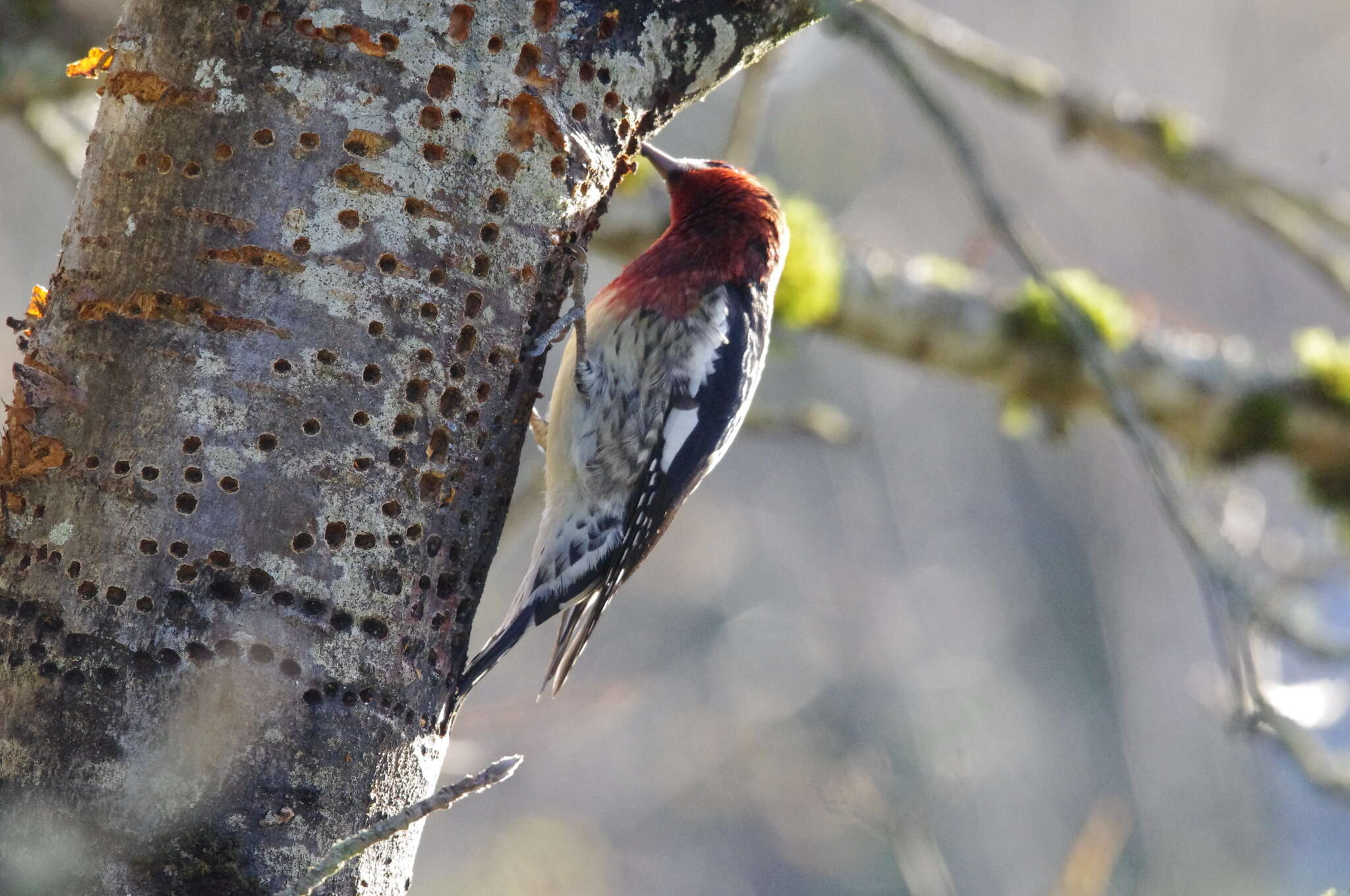 Image of Sapsucker