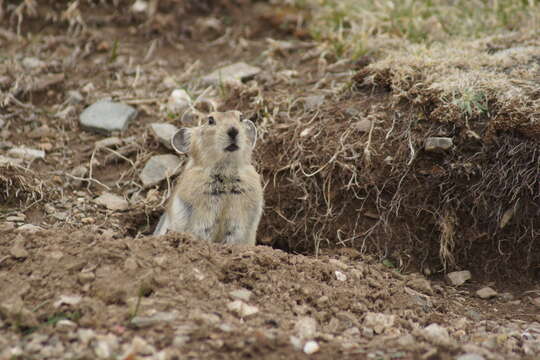 Image of Black-lipped Pika