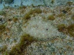 Image of Flounder