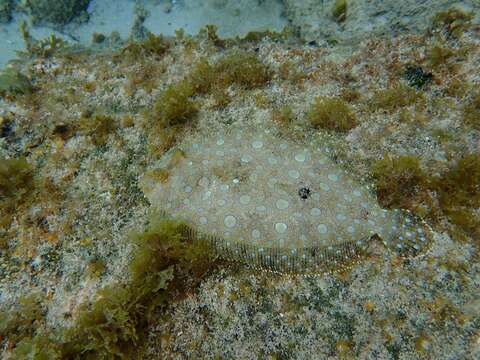 Image of Flounder