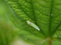 Image of Blue-Green Sharpshooter