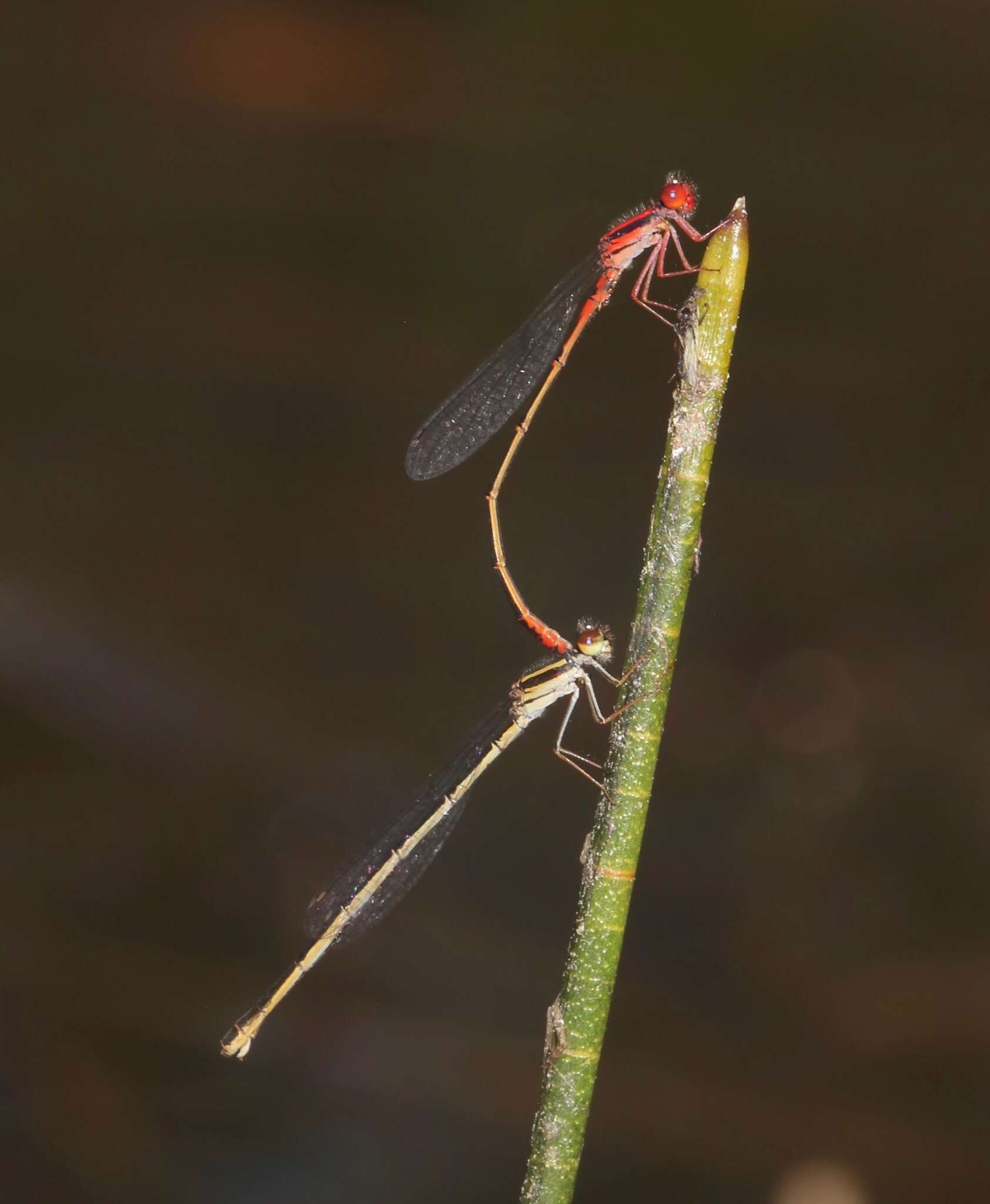 Image of Cherry Bluet