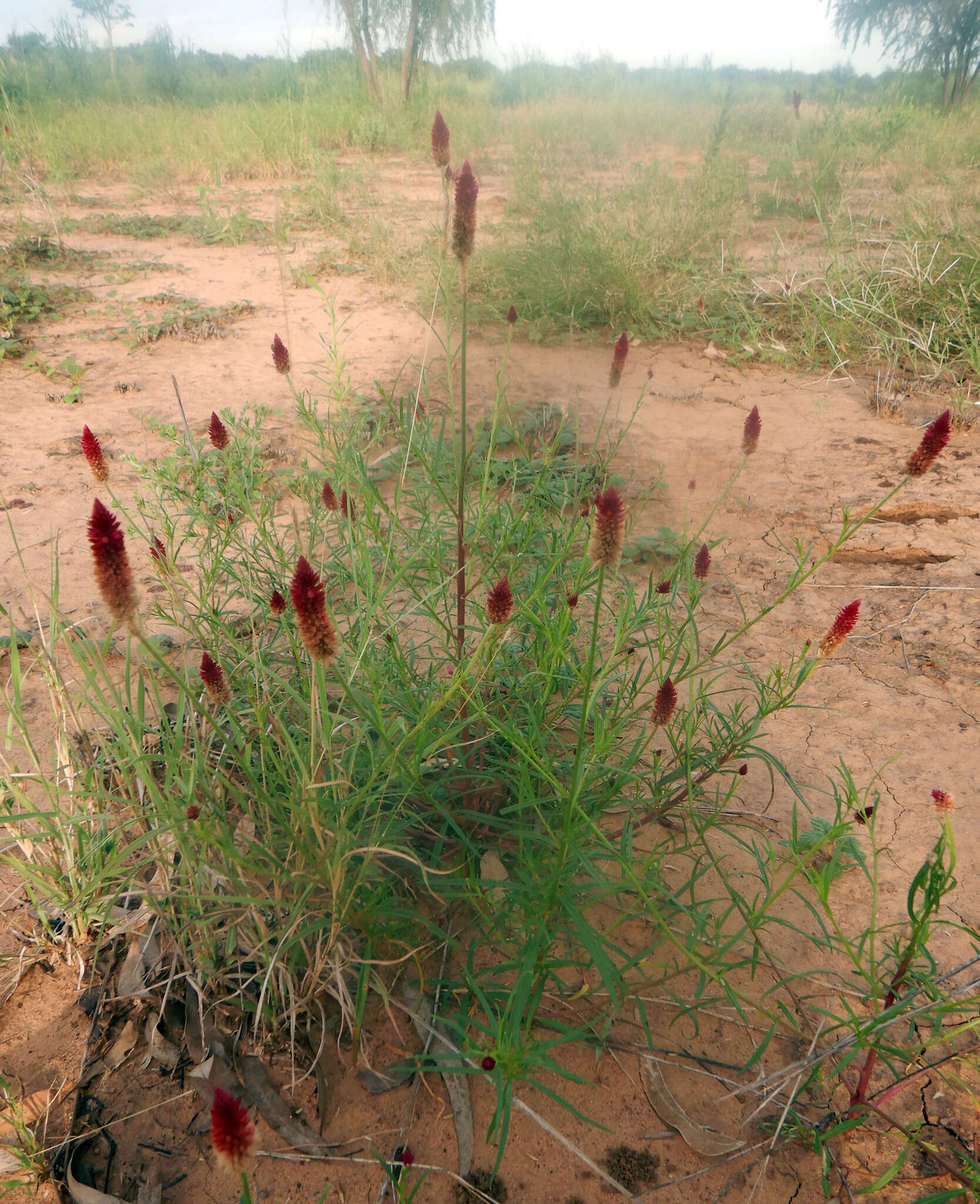 Image of Ptilotus spicatus F. Müll. ex Benth.