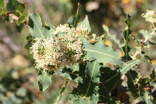 Image of Hakea amplexicaulis R. Br.