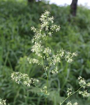 Image of Thalictrum minus subsp. thunbergii (DC.) Vorosh.