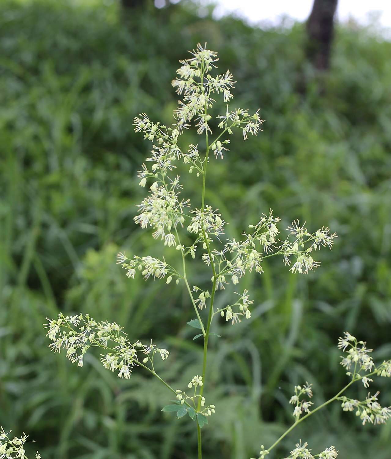 Image of Thalictrum minus subsp. thunbergii (DC.) Vorosh.