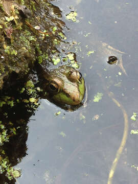 Image of Green Frog