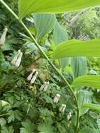 Слика од Polygonatum odoratum var. maximowiczii (F. Schmidt) Koidz.