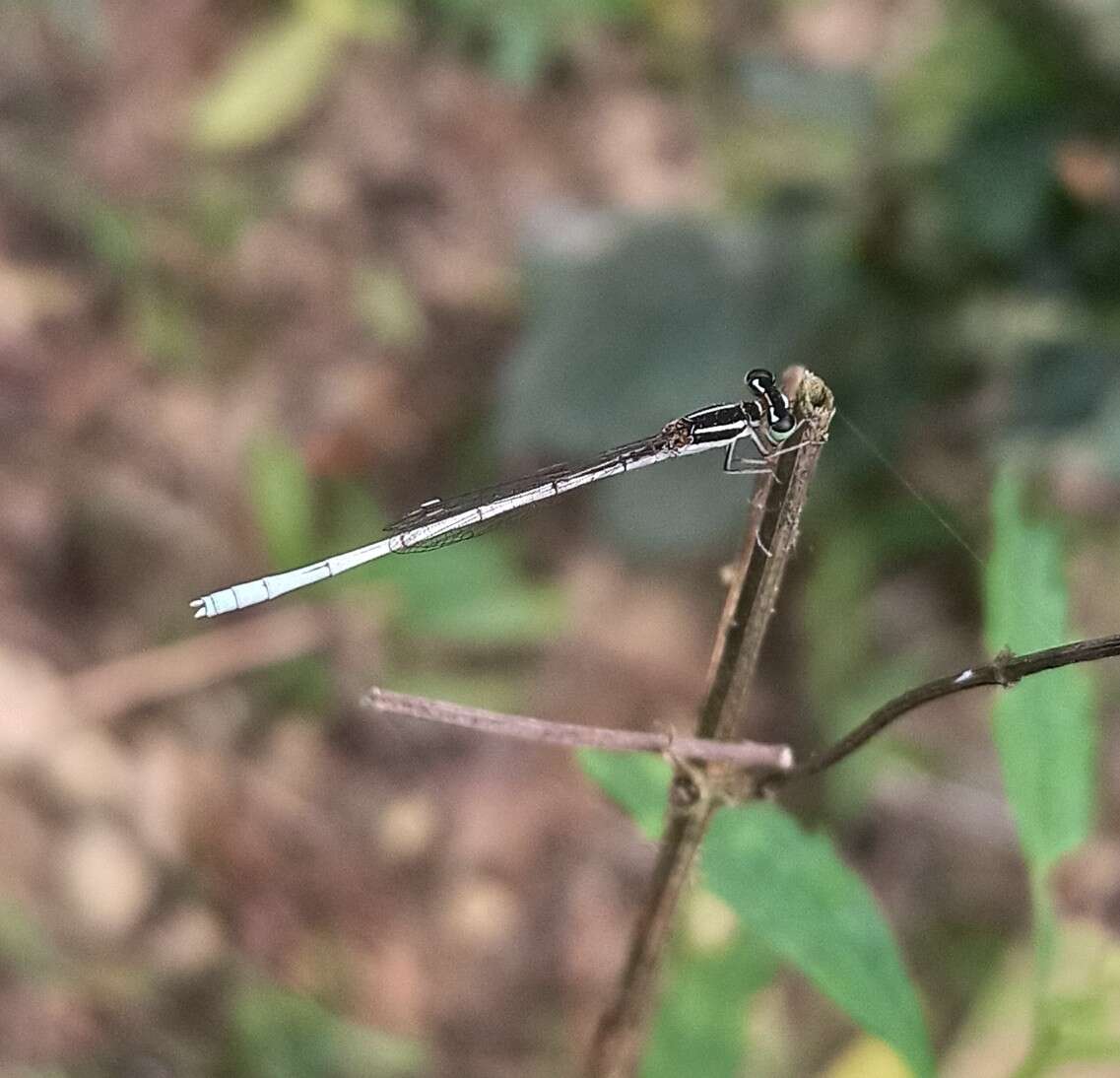 Imagem de Agriocnemis lacteola Selys 1877