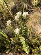 Image of Phylica strigosa var. strigosa