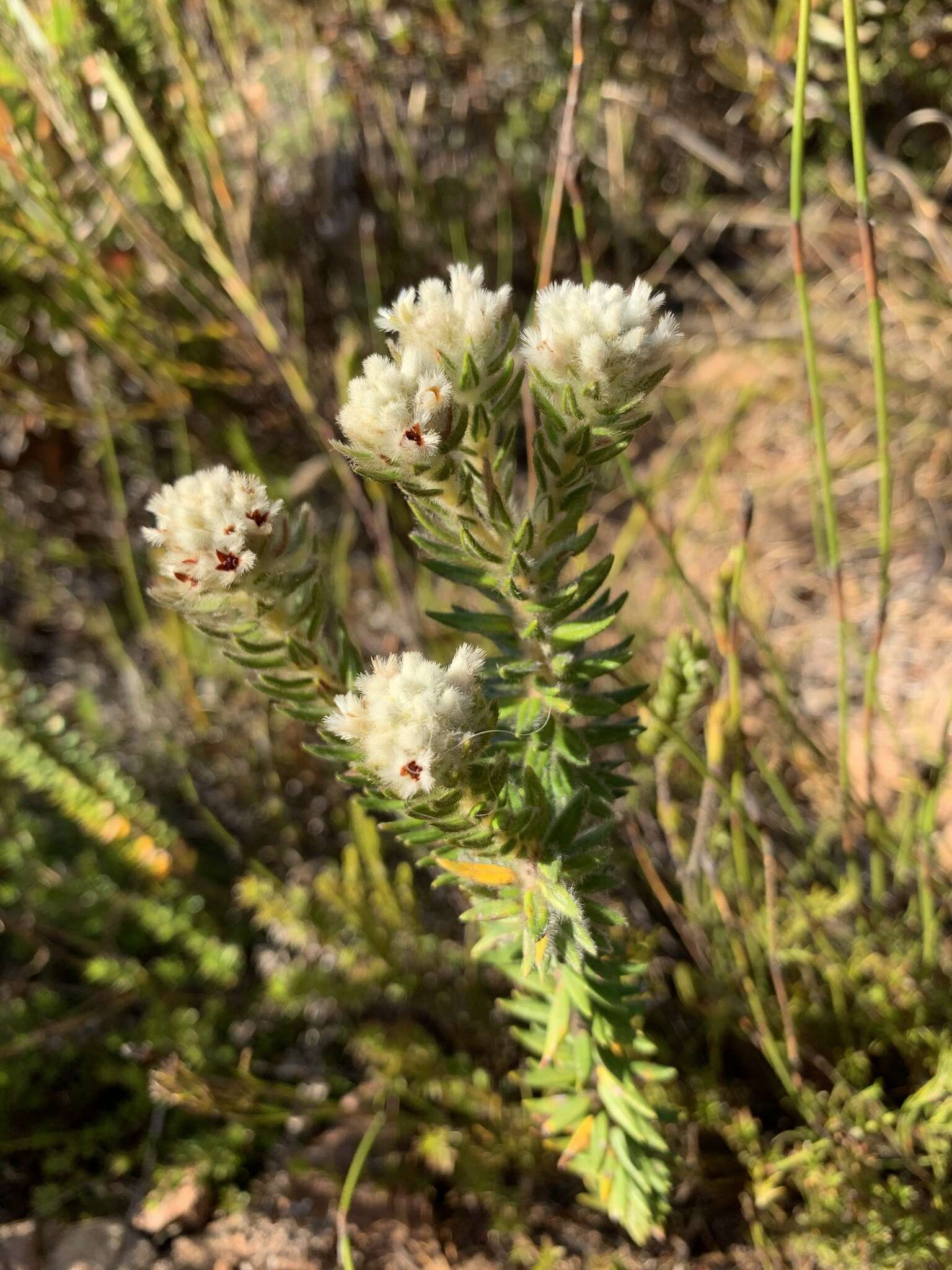 Image of Phylica strigosa var. strigosa