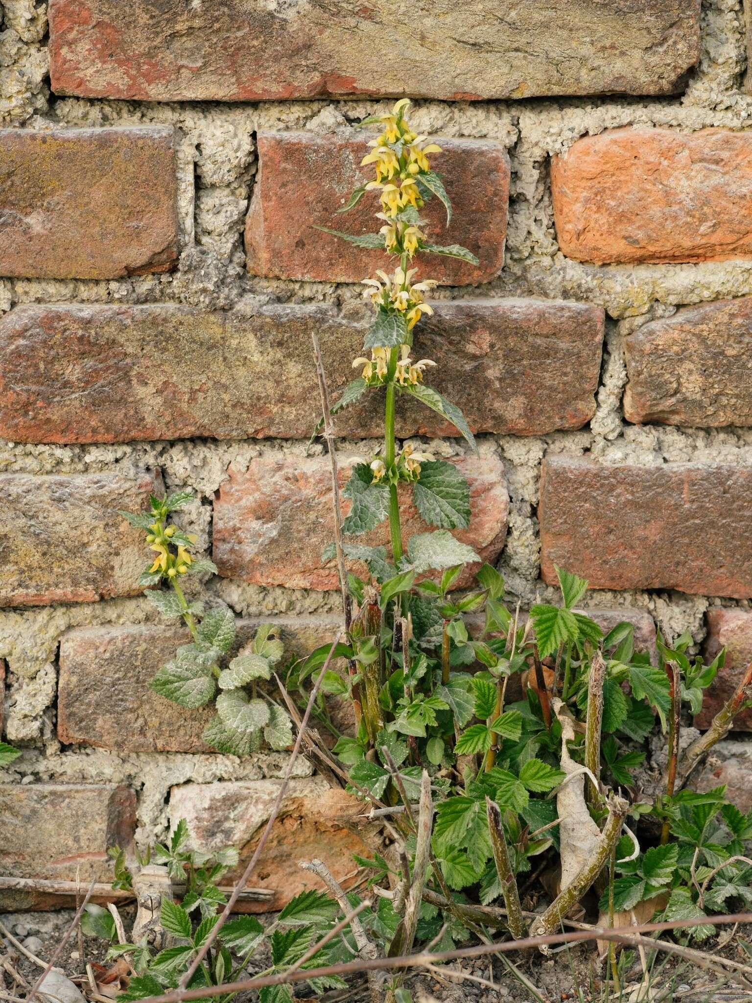 Imagem de Lamium galeobdolon subsp. montanum (Pers.) Hayek