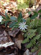 Image of star chickweed