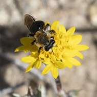 Image of Andrena sola Viereck 1917