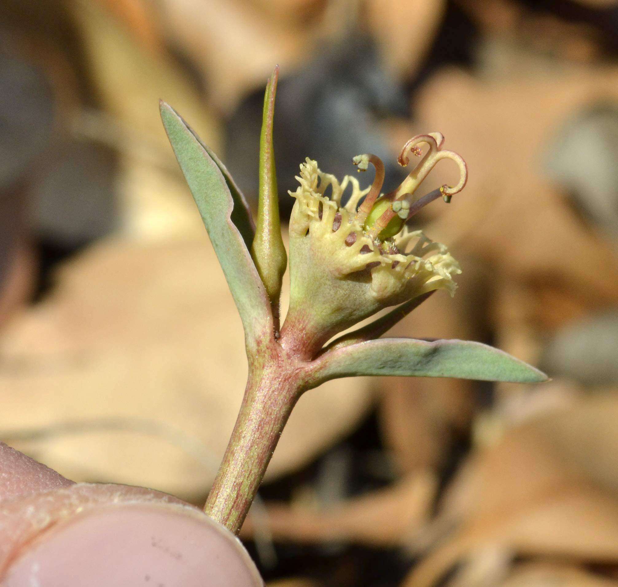 Image of <i>Euphorbia <i>trichadenia</i></i> var. trichadenia