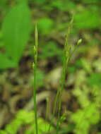 Image of Carex ussuriensis Kom.