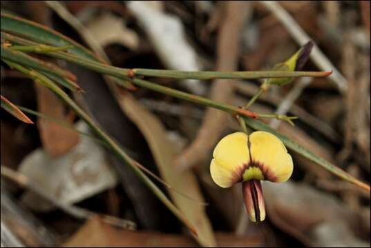 Imagem de Templetonia stenophylla (F. Muell.) J. M. Black