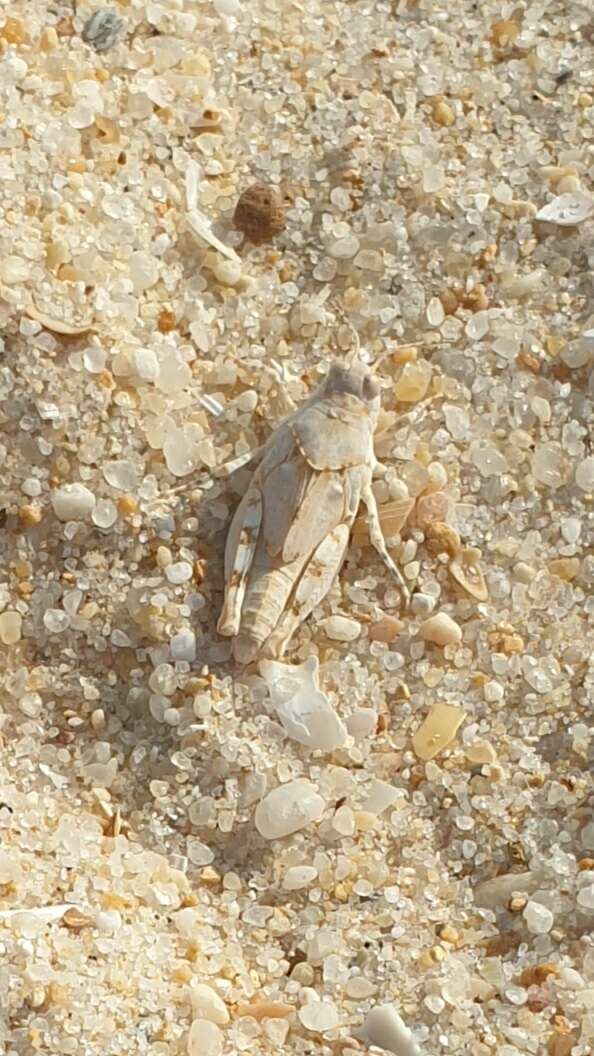 Image of Algarve Sand Grasshopper