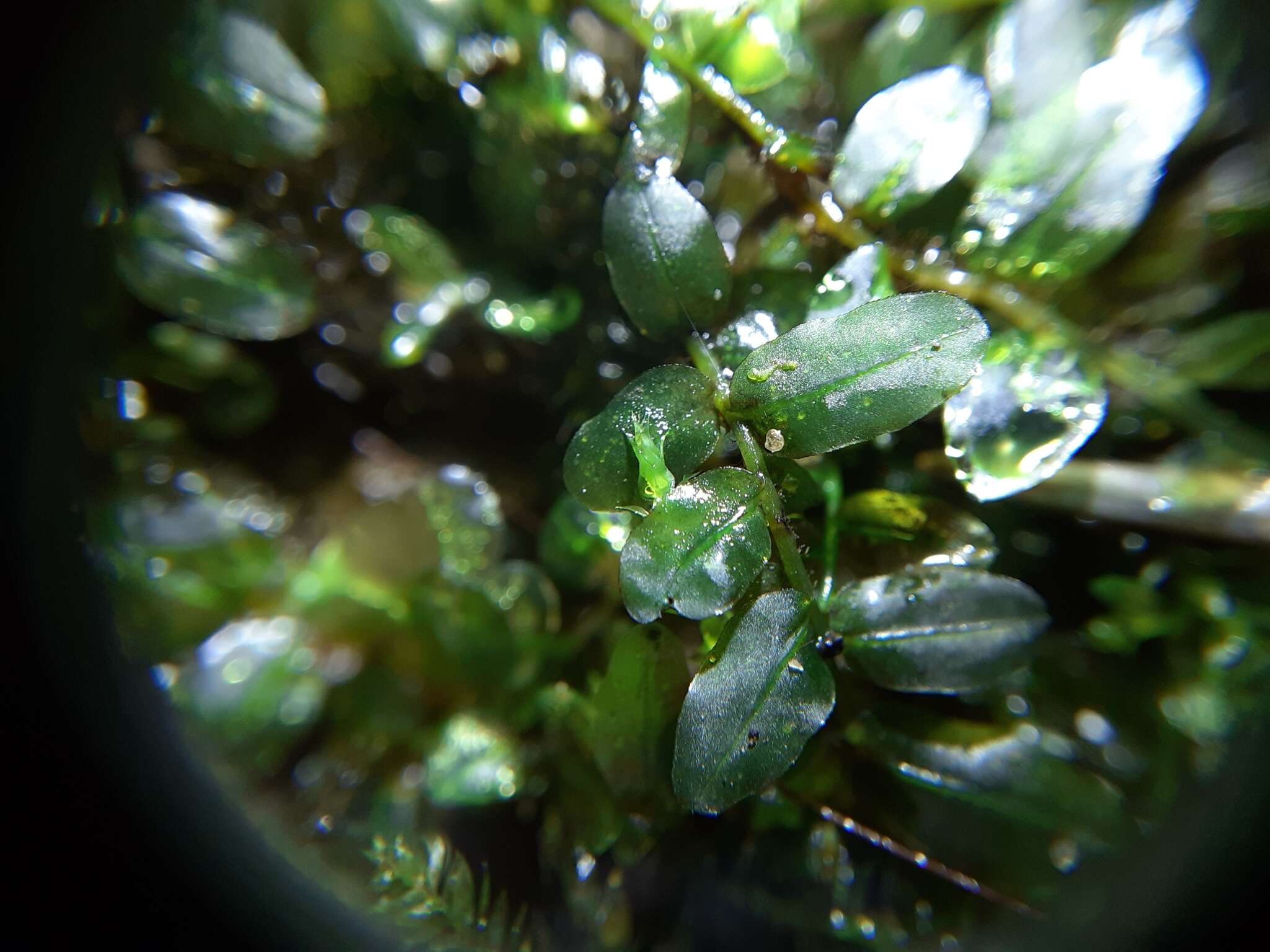 Image of plagiomnium moss