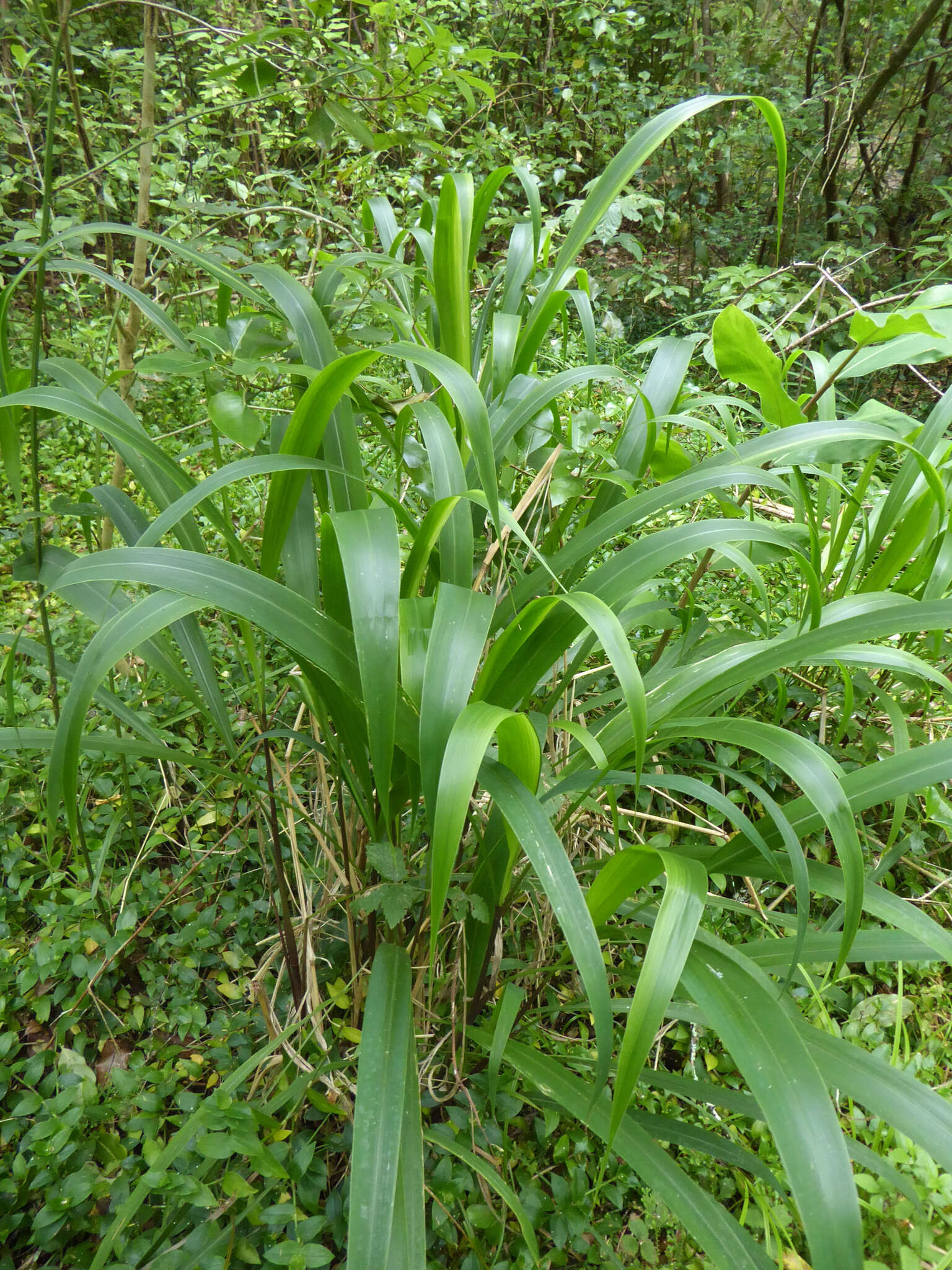 Image of Uruguayan fountaingrass