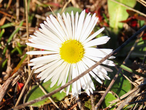 Image of Bellis sylvestris Cyr.