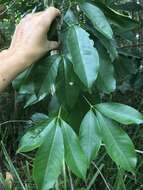 Imagem de Melicope elleryana (F. Müll.) T. G. Hartley