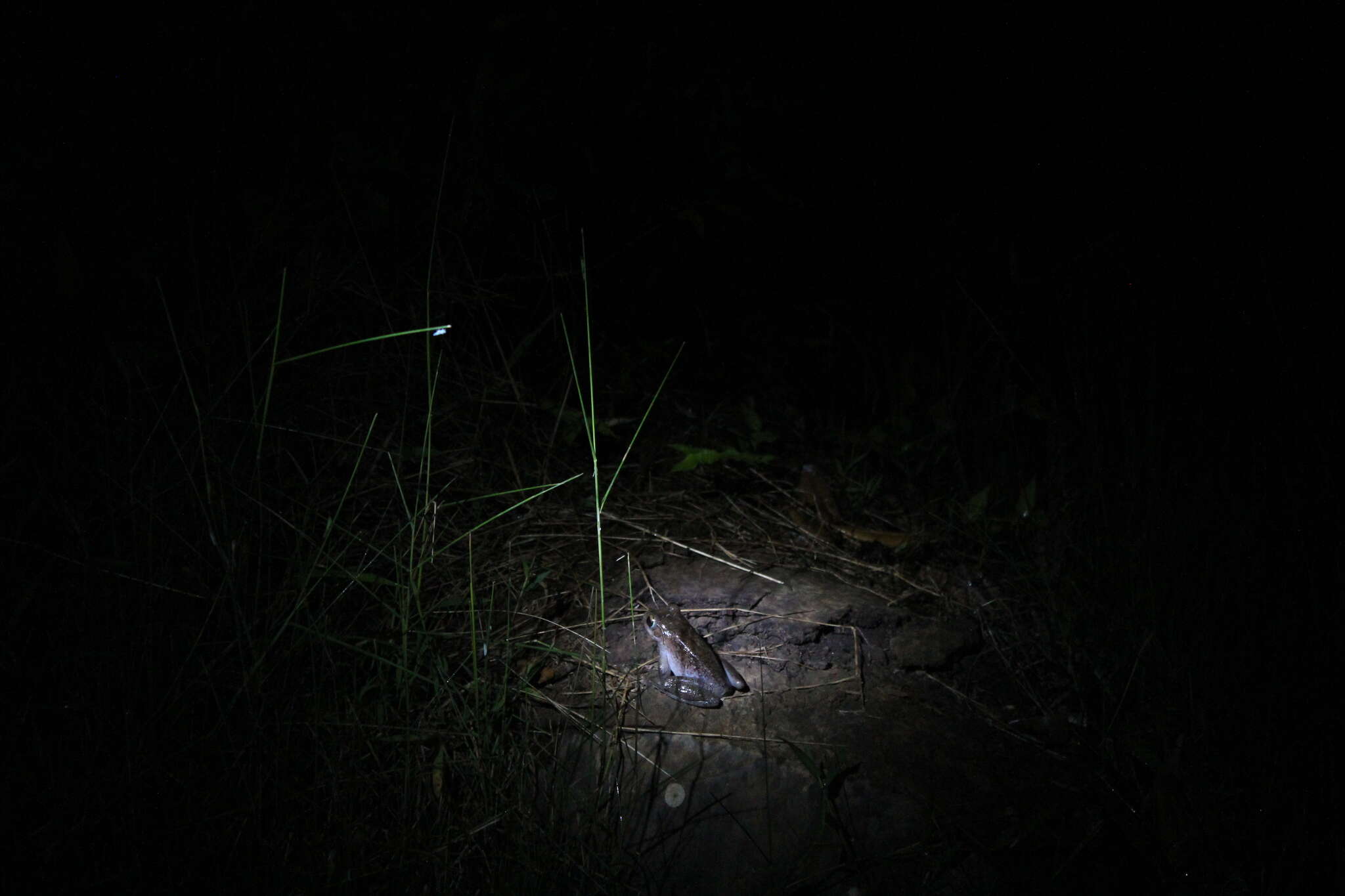 Image of Goudot's Bright-eyed Frog