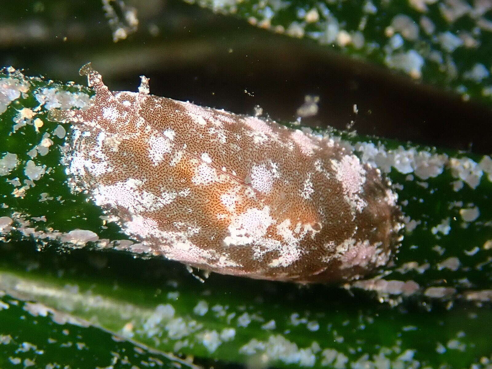 Image of Petalifera petalifera (Rang 1828)