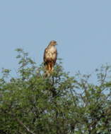 Imagem de Buteo buteo vulpinus (Gloger 1833)