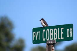 Image of Eastern Kingbird