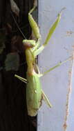 Image of Giant Asian Mantis