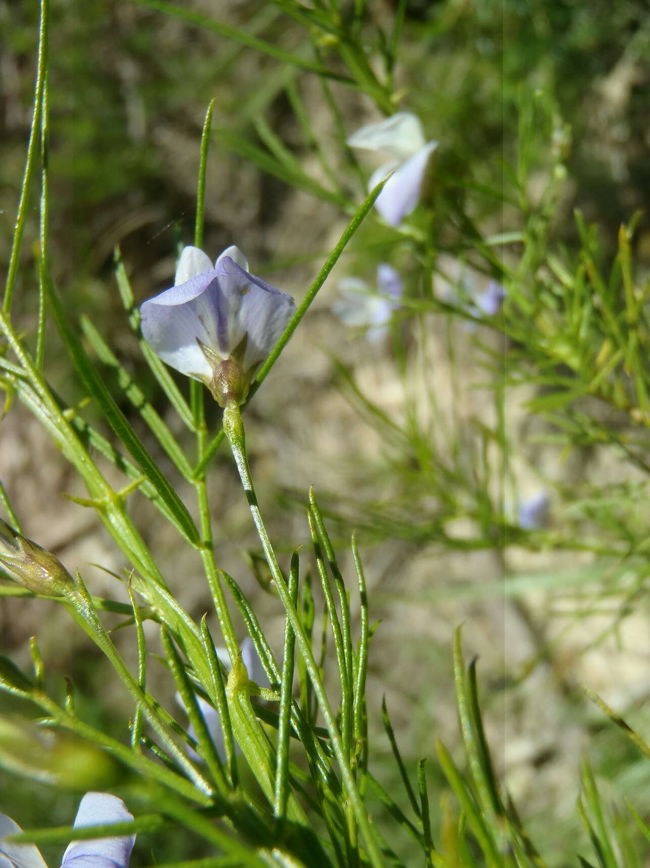 Image of Psoralea imminens